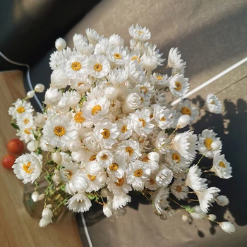 1bunch Cap de Floare Reală Naturale, Flori Uscate Rudan Pasăre Mini Daisy Uscat Rodance Mici Daisys Buchet de Flori Pentru Decor Acasă